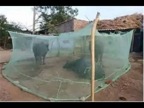 Anaya Retailers Mosquito Net HDPE Animal Mosquito Nets for Cow/Buffalo 25 x 20 x 8 cm