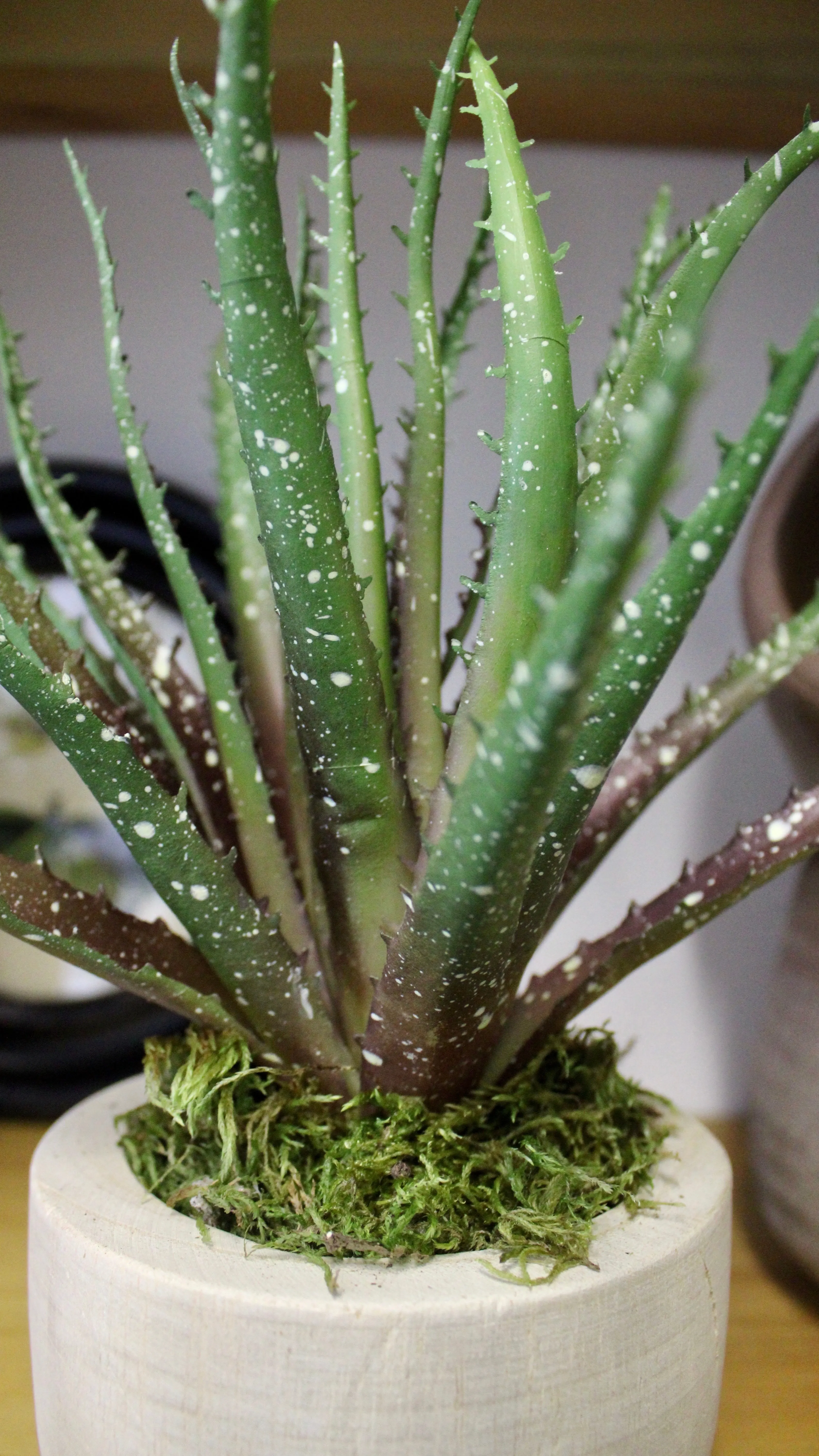 Potted Razor Aloe Succulent